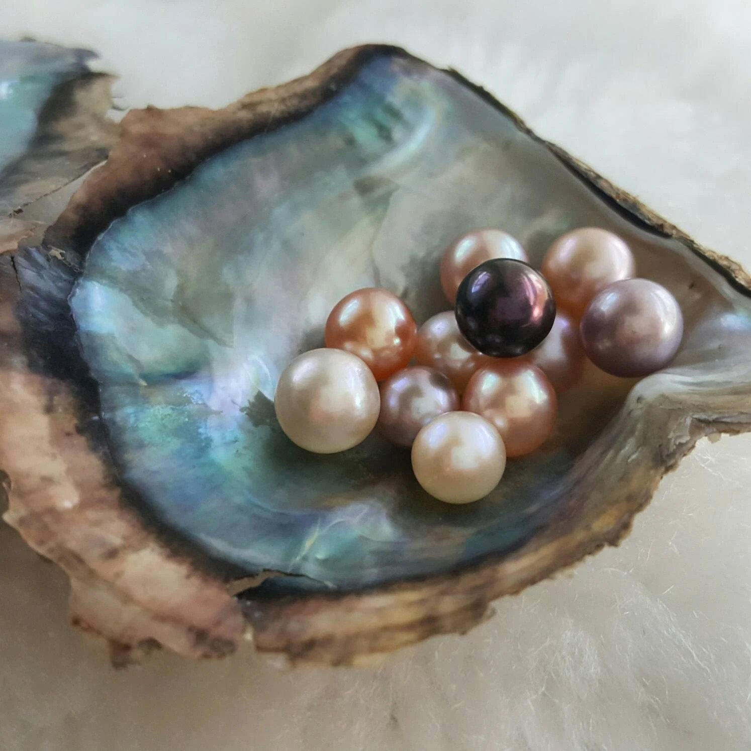 A cluster of genuine pearls in soft pink, peach, cream, and deep plum tones resting in an iridescent oyster shell